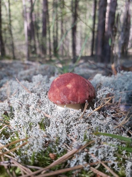 Фото «Вывозят вёдрами»: новосибирцы хвастаются богатым урожаем грибов 9